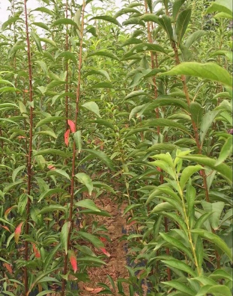 嫁接李子树苗蜂糖李树苗南方北方种植早熟地栽苗盆栽苗