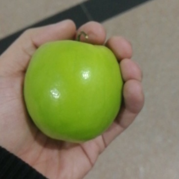青枣，台湾牛奶枣