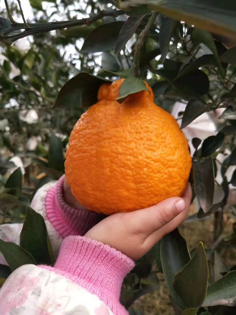 芦柑现采现卖保质保量水果特销欢迎大家定购