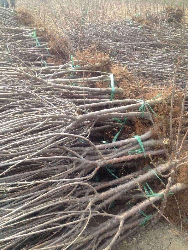 新品嫁接樱桃苗车厘子树苗红灯美早俄罗斯八号盆栽地栽南北方
