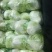 冷库大白菜，东京白菜，868白菜，新乡小包，质量好，代发