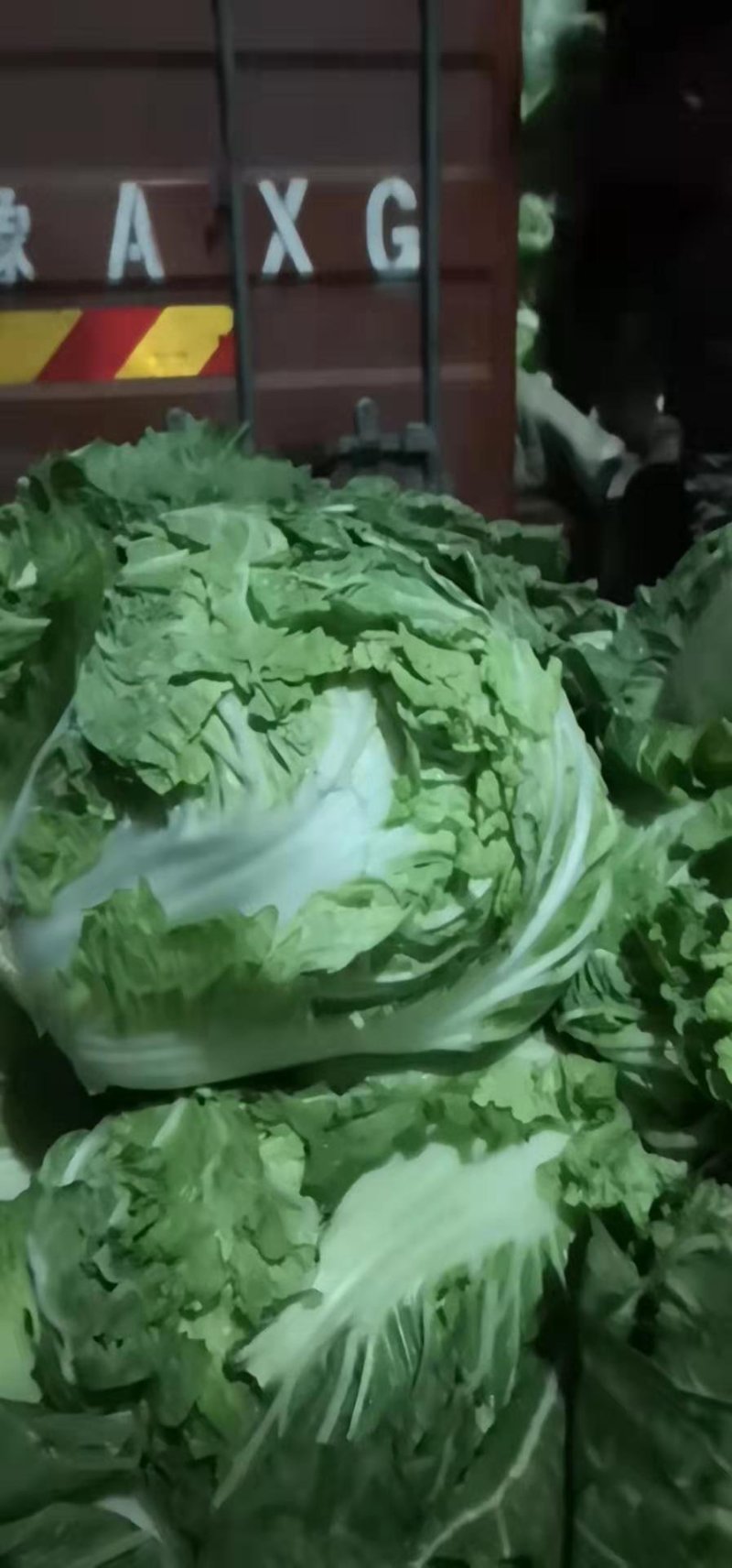 冷库大白菜，东京白菜，868白菜，新乡小包，质量好，代发