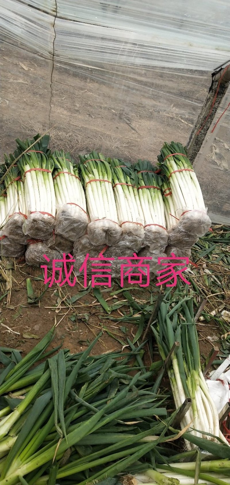 葱铁杆大葱钢葱产地直供价格美丽欢迎来电打扰