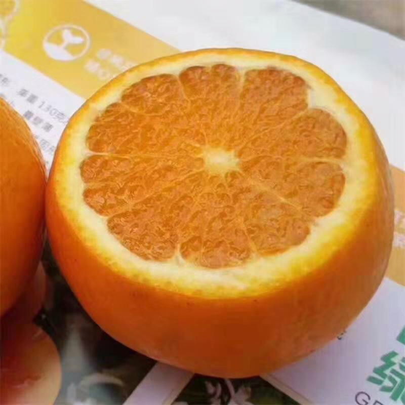 纽菏儿脐橙保质保量新鲜**