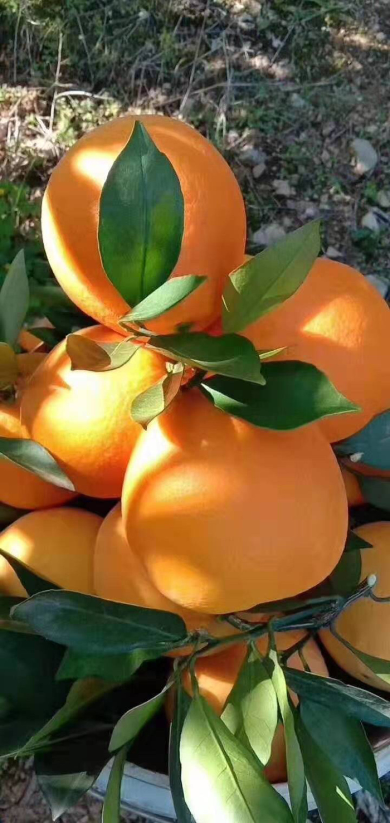 纽菏儿脐橙保质保量新鲜**