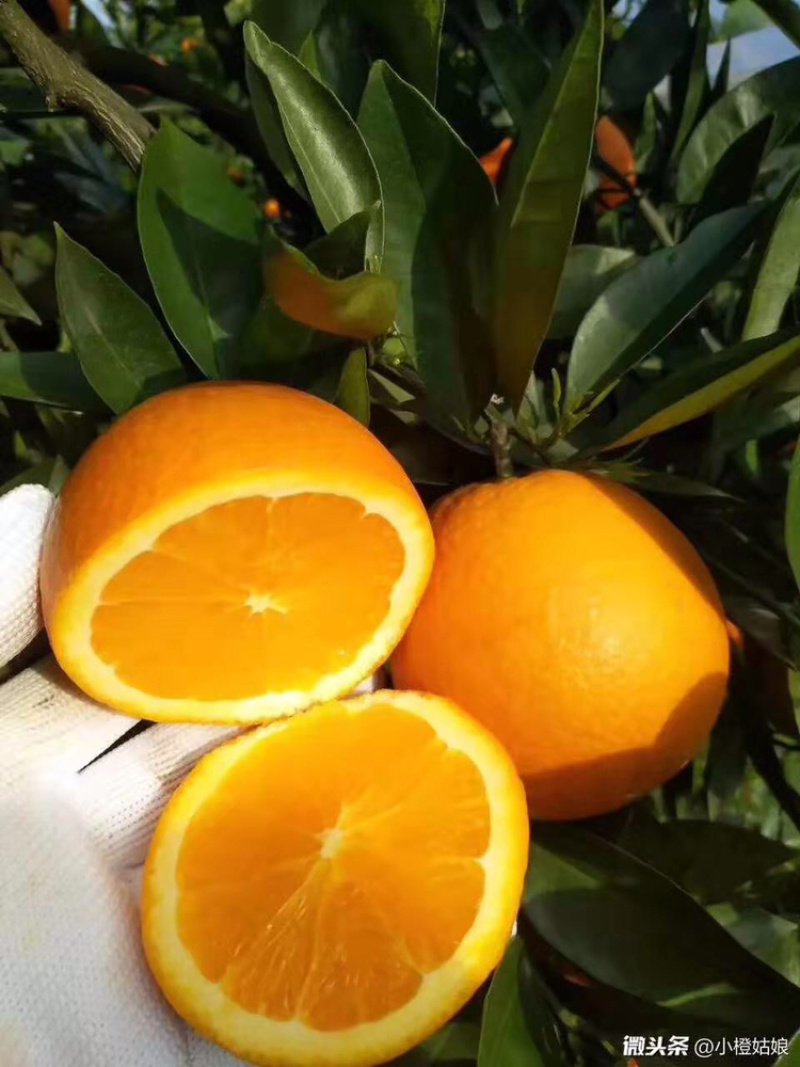 纽菏儿脐橙保质保量新鲜**