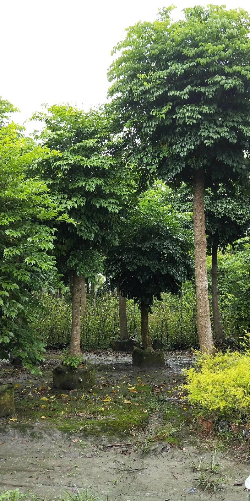 幌伞枫，富贵树，四川幌伞枫基地出售，成都幸福树批发价格