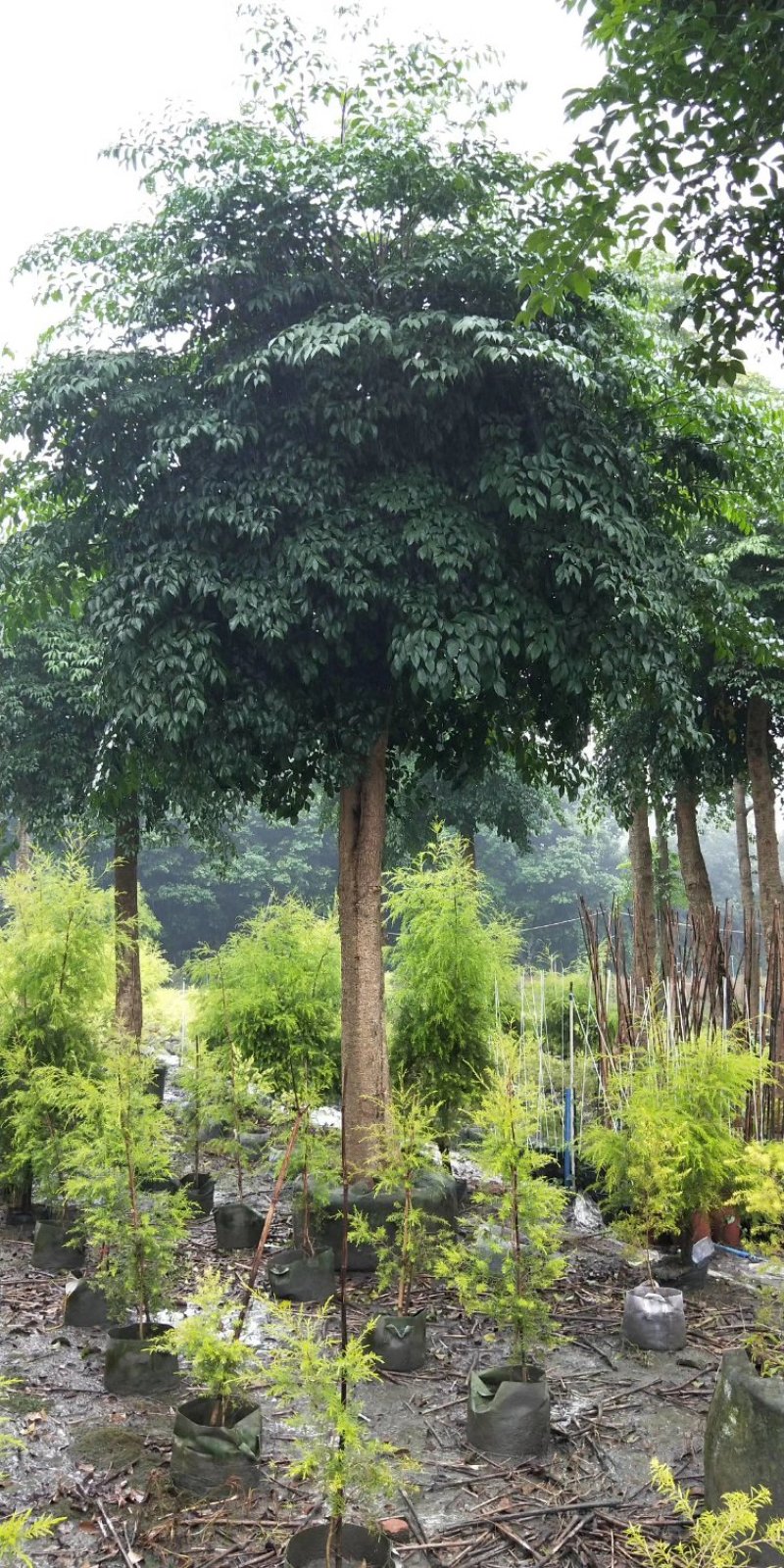 幌伞枫，富贵树，四川幌伞枫基地出售，成都幸福树批发价格