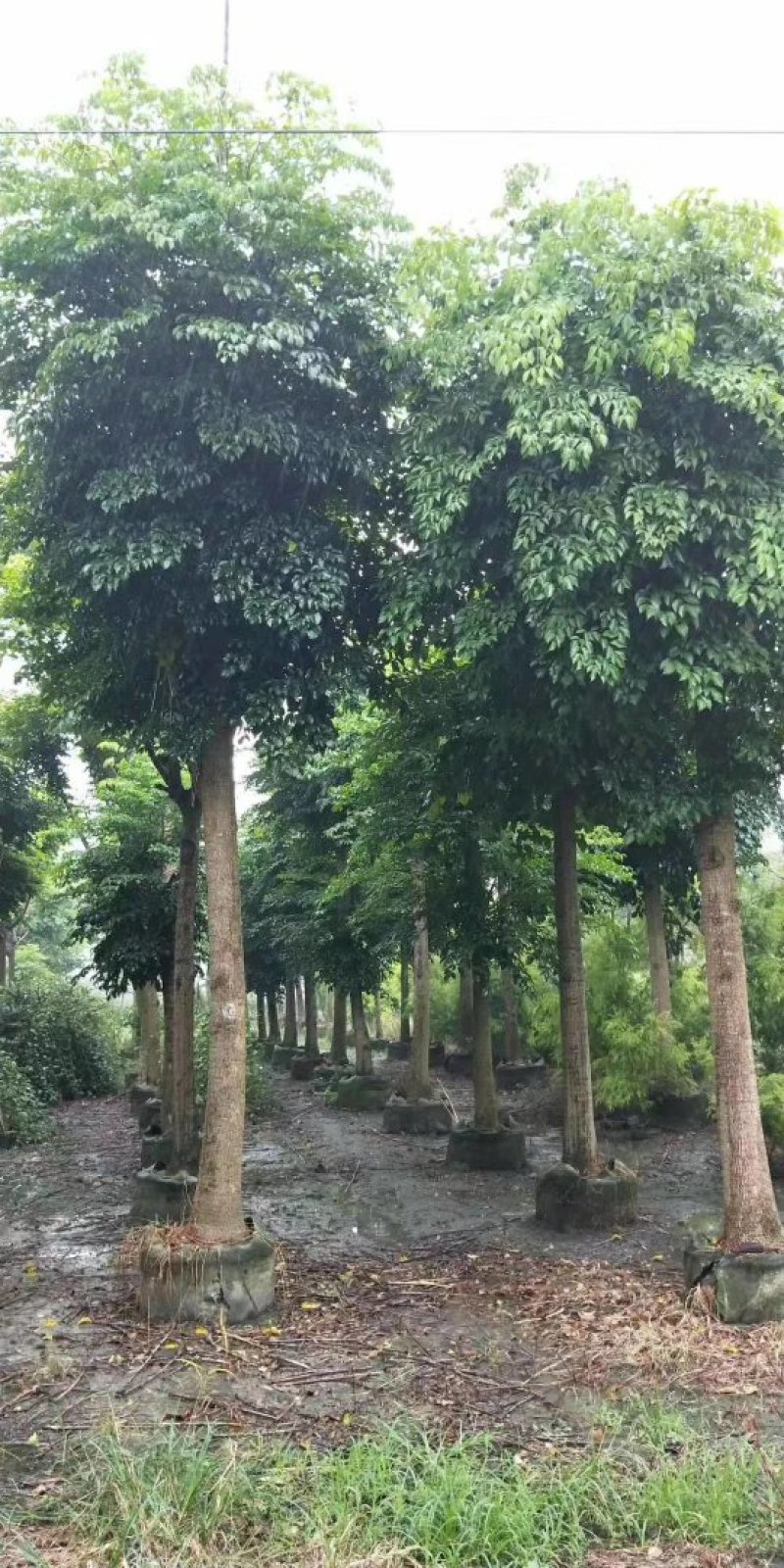 幌伞枫，富贵树，四川幌伞枫基地出售，成都幸福树批发价格