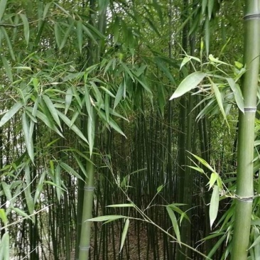 竹子绿竹节节高四季绿