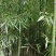 竹子绿竹节节高四季绿