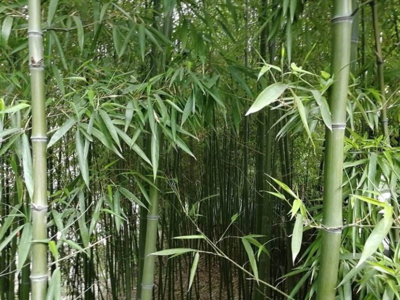 竹子绿竹节节高四季绿