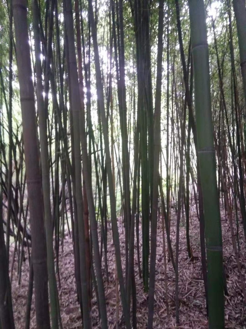 竹子绿竹节节高四季绿