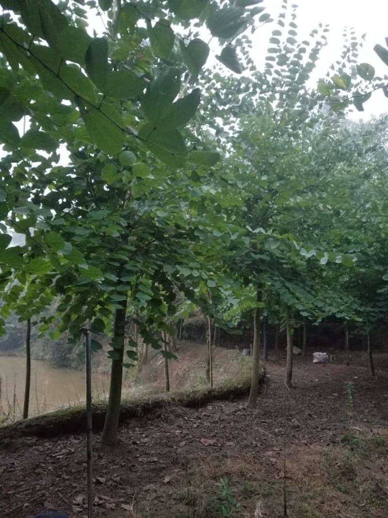 羊蹄甲，香港紫荆，四川羊蹄甲基地出售，成都羊蹄甲批发价格