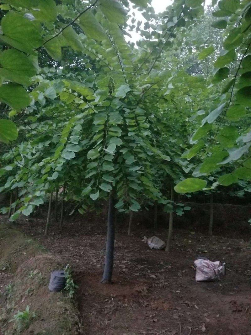 羊蹄甲，香港紫荆，四川羊蹄甲基地出售，成都羊蹄甲批发价格