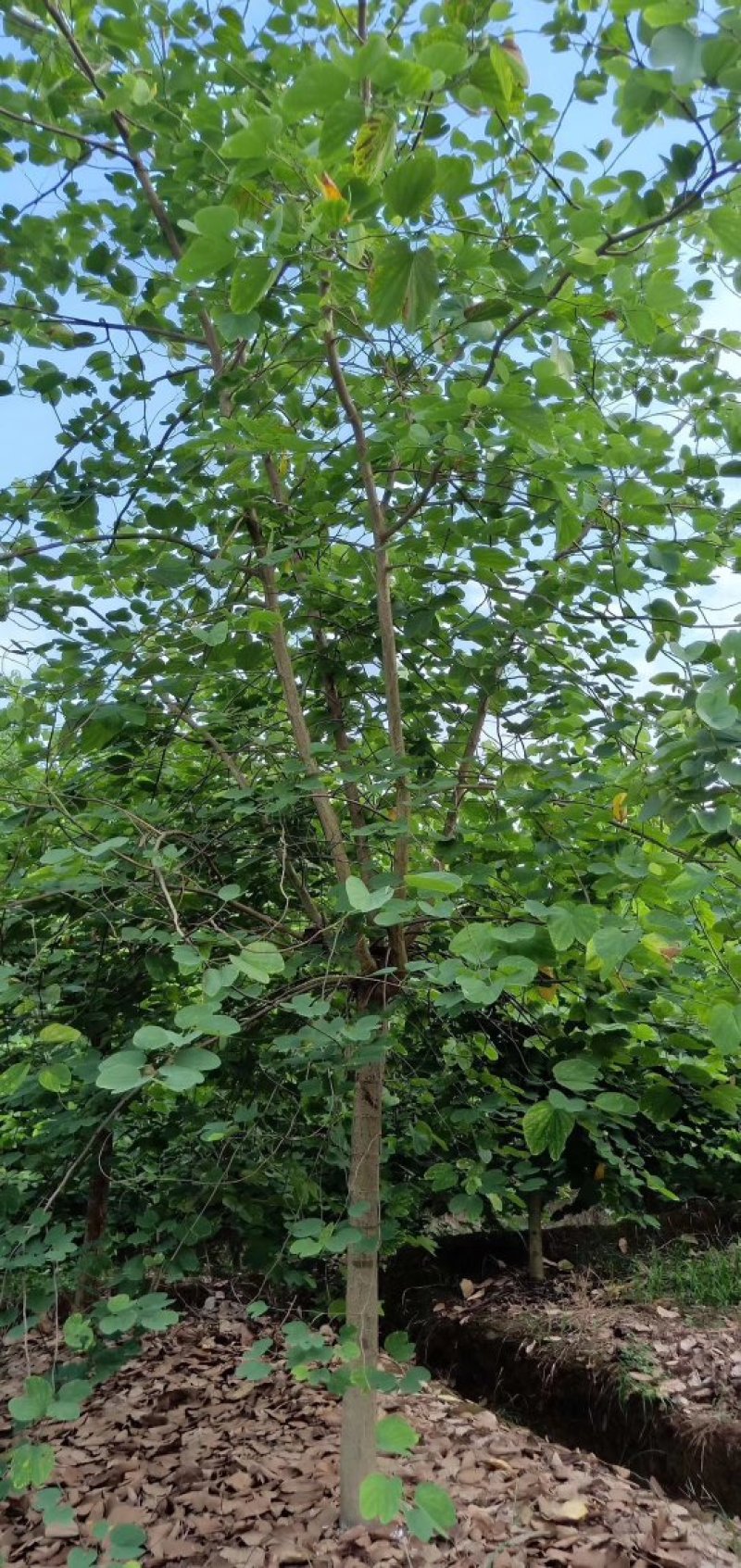 羊蹄甲，香港紫荆，四川羊蹄甲基地出售，成都羊蹄甲批发价格