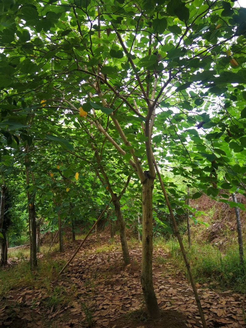 羊蹄甲，香港紫荆，四川羊蹄甲基地出售，成都羊蹄甲批发价格