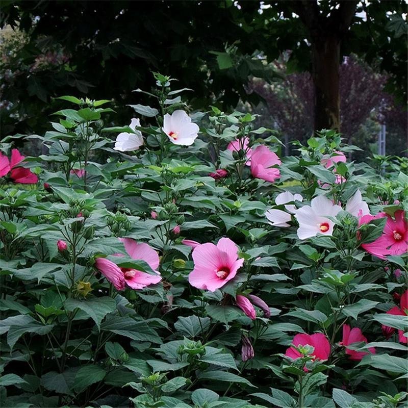 芙蓉葵种子新采大花秋葵种子草芙蓉四季种耐寒耐阴多年生宿根