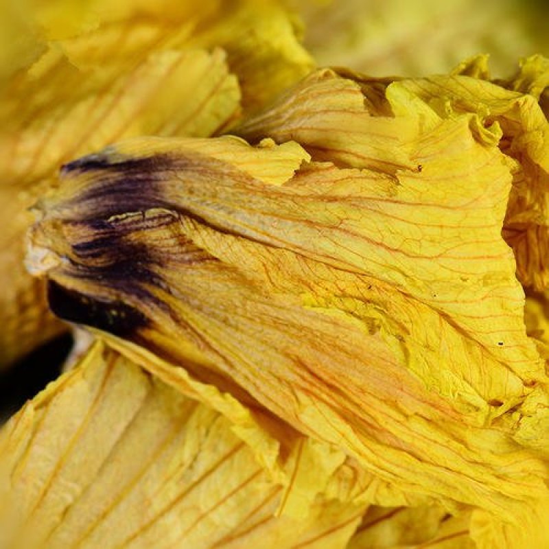 常年批发代购黄秋葵花量大从优