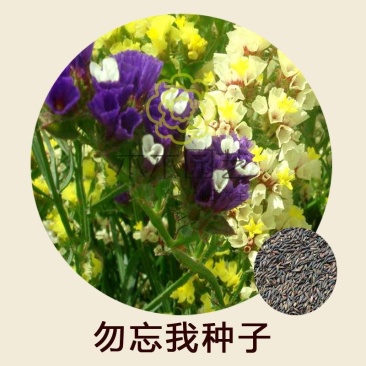 勿忘我种子秋播耐寒盆栽勿忘草草花种子蓝色花海中国勿忘我倒