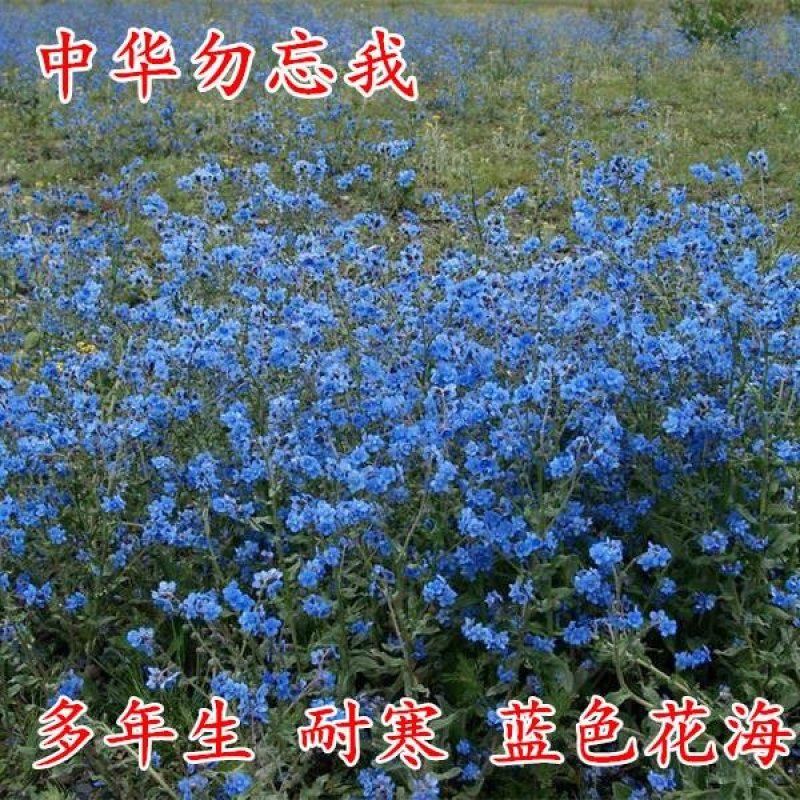 勿忘我种子秋播耐寒盆栽勿忘草草花种子蓝色花海中国勿忘我倒