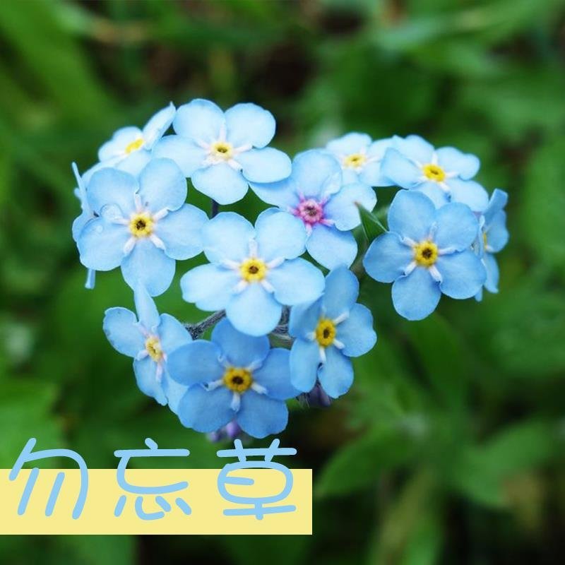 勿忘我种子秋播耐寒盆栽勿忘草草花种子蓝色花海中国勿忘我倒
