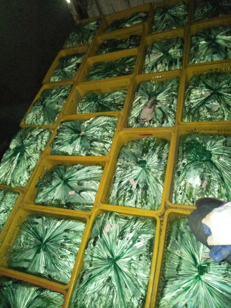 莱西旱黄瓜大刺桶装精品常年供应本地外地超市，小商贩，欢
