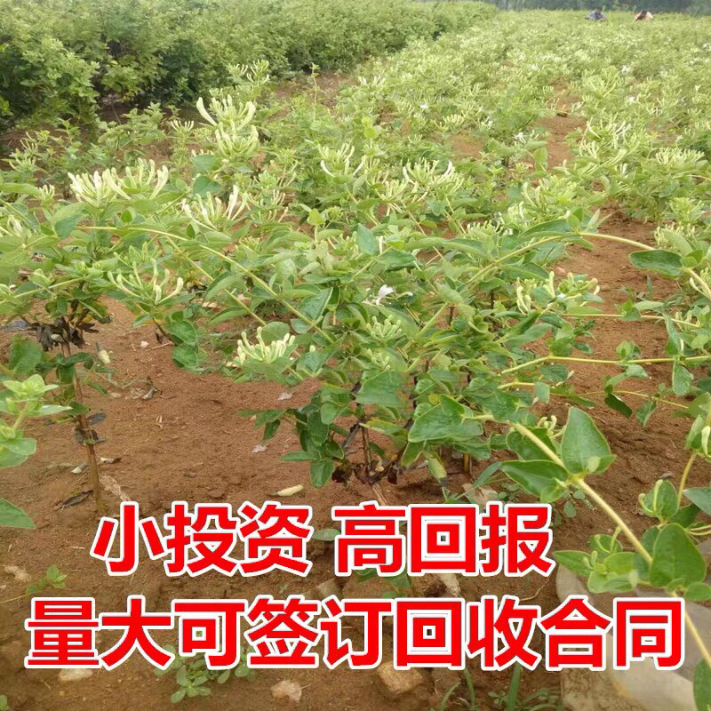 金银花苗四季金银花树苗地栽新品种金银花苗当年开花