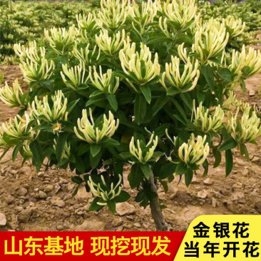 金银花苗四季金银花树苗地栽新品种金银花苗当年开花