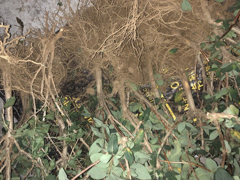 金银花苗四季金银花树苗地栽新品种金银花苗当年开花