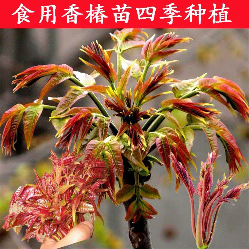 香椿树苗红油香椿树苗现挖现发量大从优