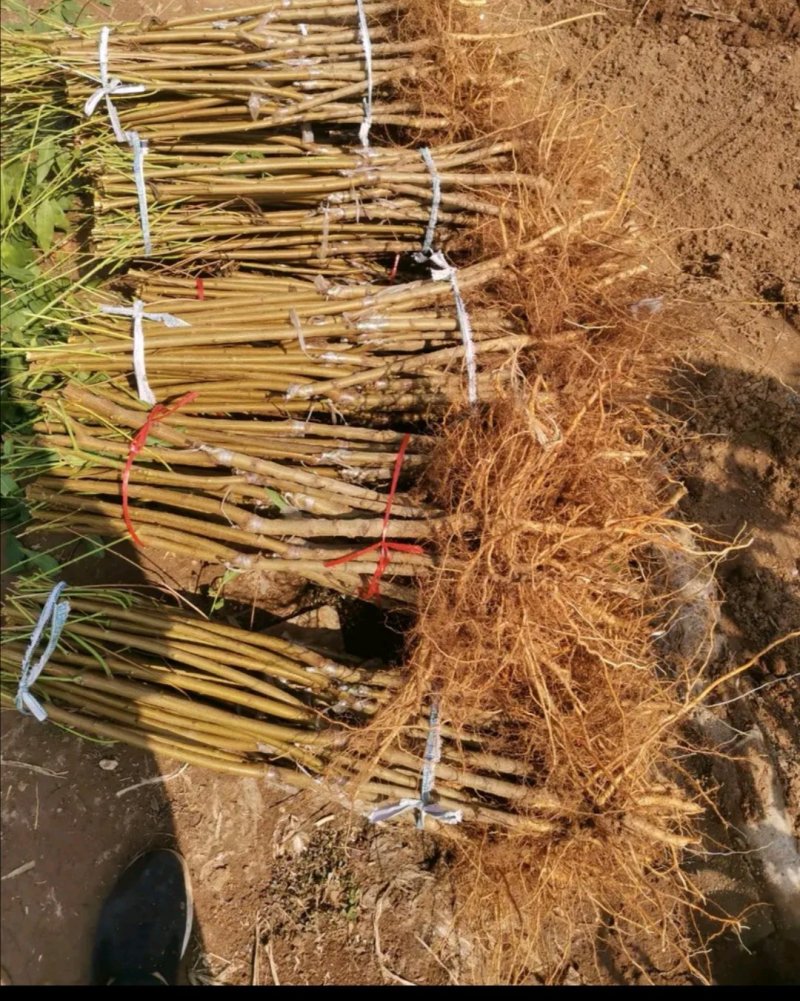 桃树苗80cm以上蜜桃，油桃。蟠桃