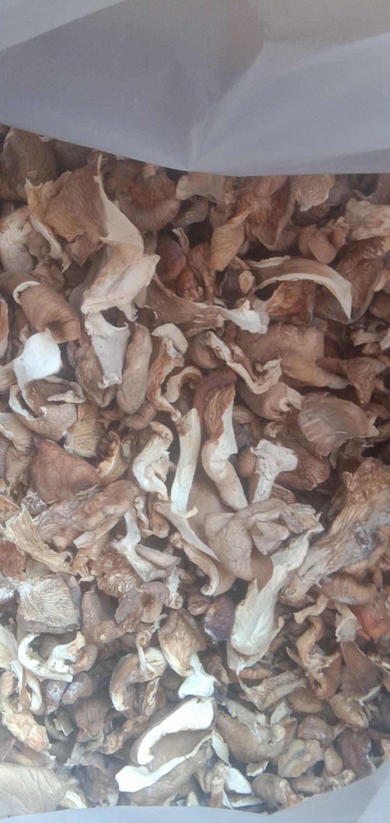 河北邯郸【鲍鱼菇】产地直发加工厂一手货源欢迎来电订购