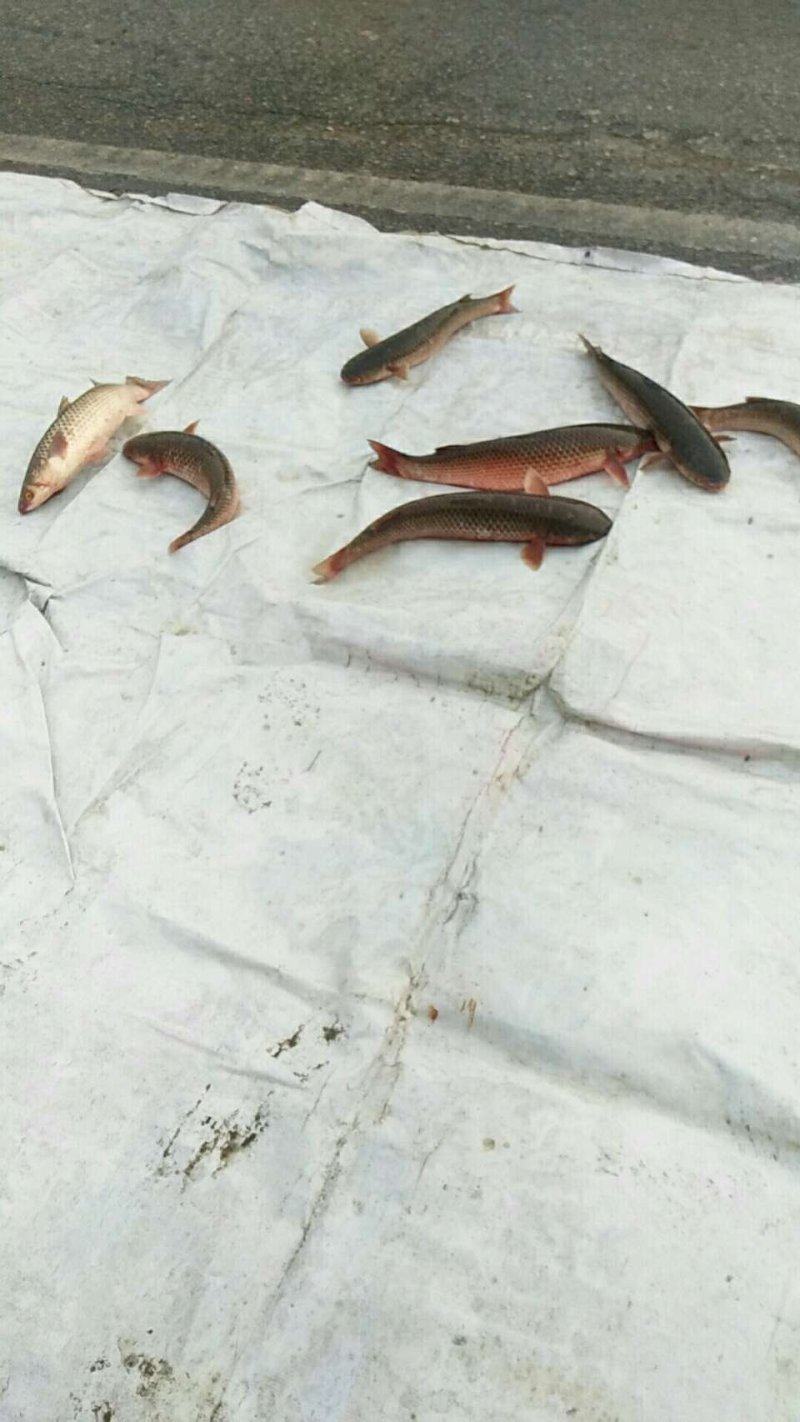 梭鱼