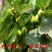 花皮无花果苗新品种无花果苗南北方种植无花果苗