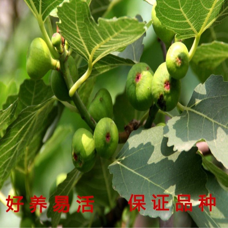 花皮无花果苗新品种无花果苗南北方种植无花果苗