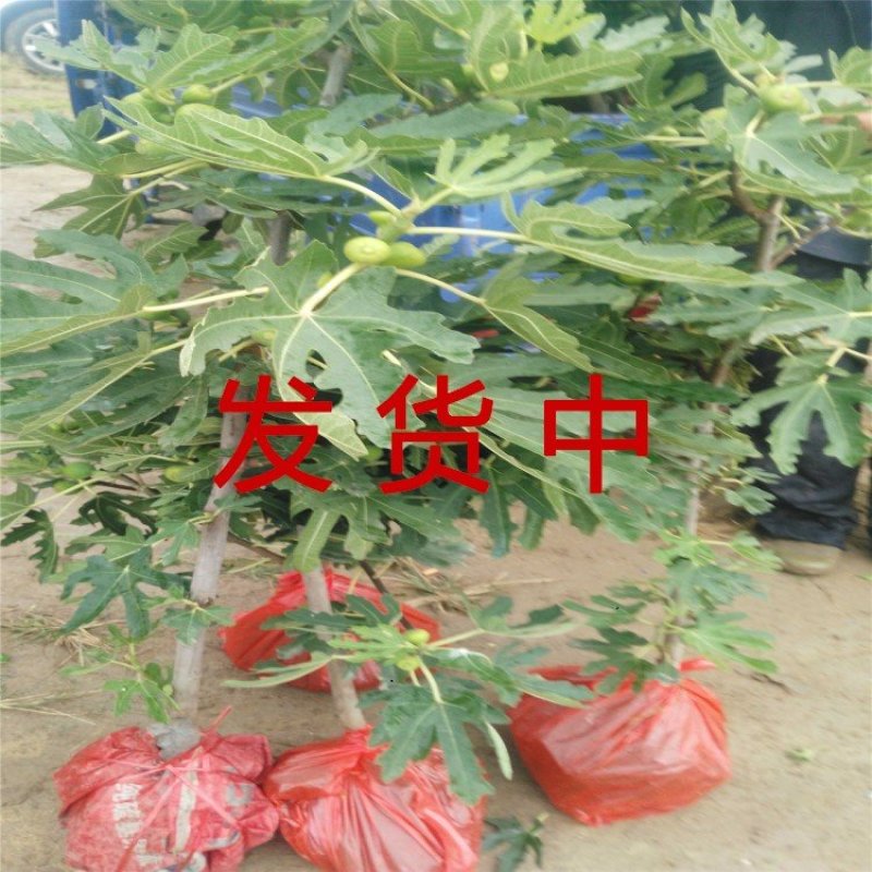 花皮无花果苗新品种无花果苗南北方种植无花果苗