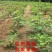 花皮无花果苗新品种无花果苗南北方种植无花果苗