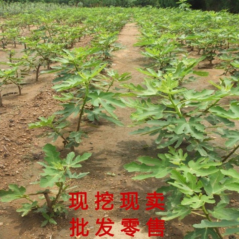 花皮无花果苗新品种无花果苗南北方种植无花果苗