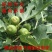 花皮无花果苗新品种无花果苗南北方种植无花果苗