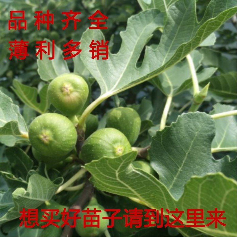 花皮无花果苗新品种无花果苗南北方种植无花果苗