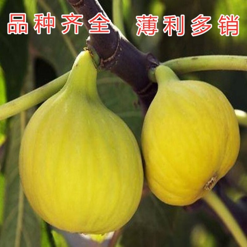 花皮无花果苗新品种无花果苗南北方种植无花果苗