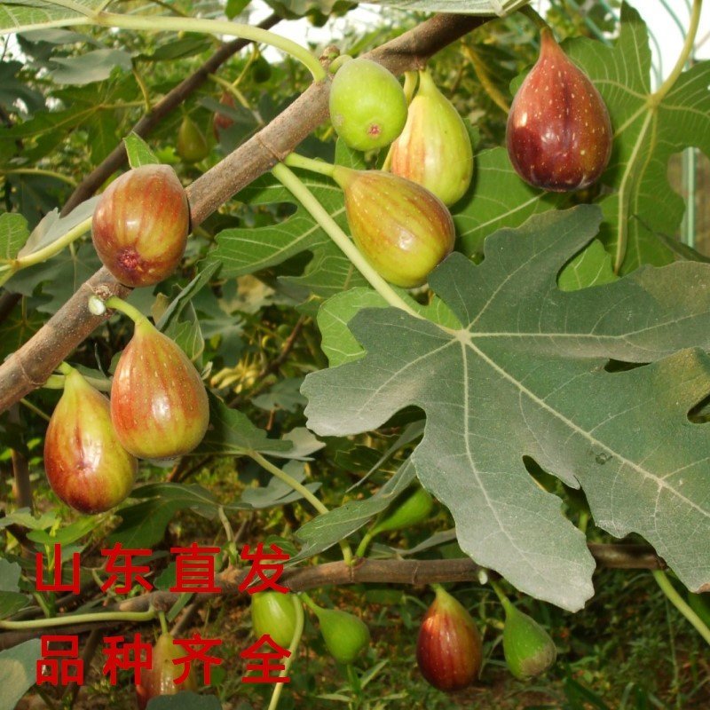 花皮无花果苗新品种无花果苗南北方种植无花果苗