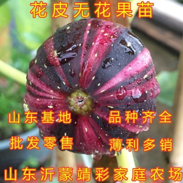 花皮无花果苗新品种无花果苗南北方种植无花果苗