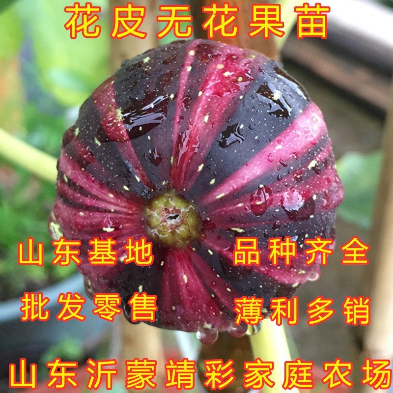 花皮无花果苗新品种无花果苗南北方种植无花果苗