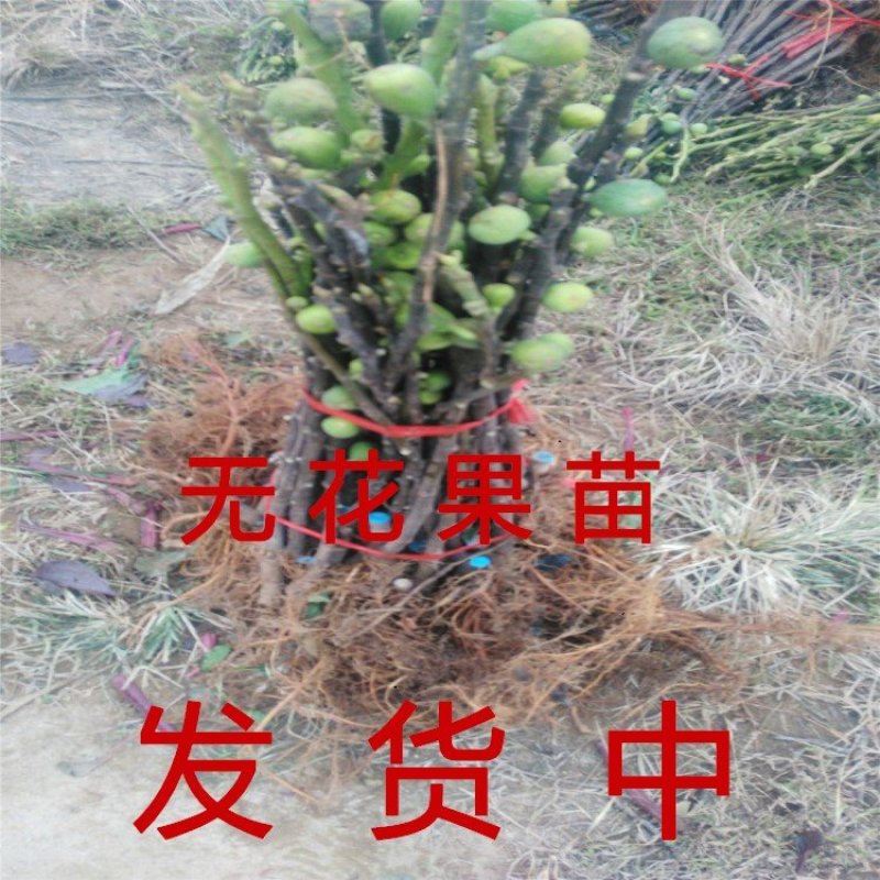 花皮无花果苗新品种无花果苗南北方种植无花果苗