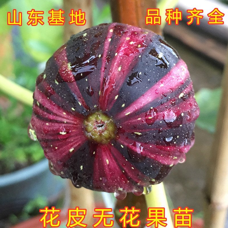 花皮无花果苗新品种无花果苗南北方种植无花果苗