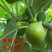 花皮无花果苗新品种无花果苗南北方种植无花果苗