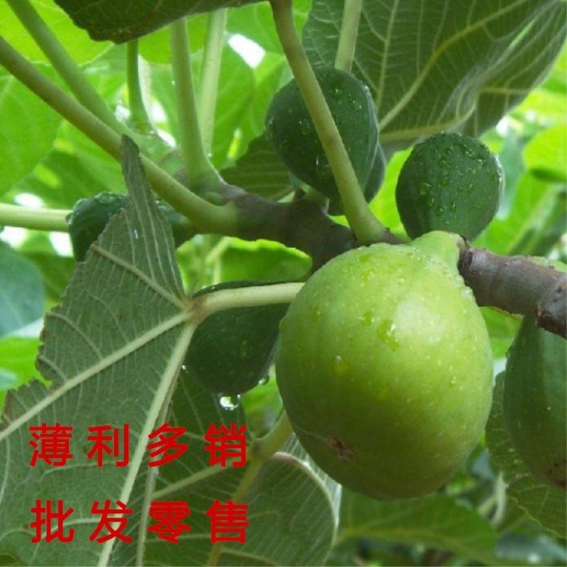 花皮无花果苗新品种无花果苗南北方种植无花果苗