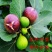 花皮无花果苗新品种无花果苗南北方种植无花果苗